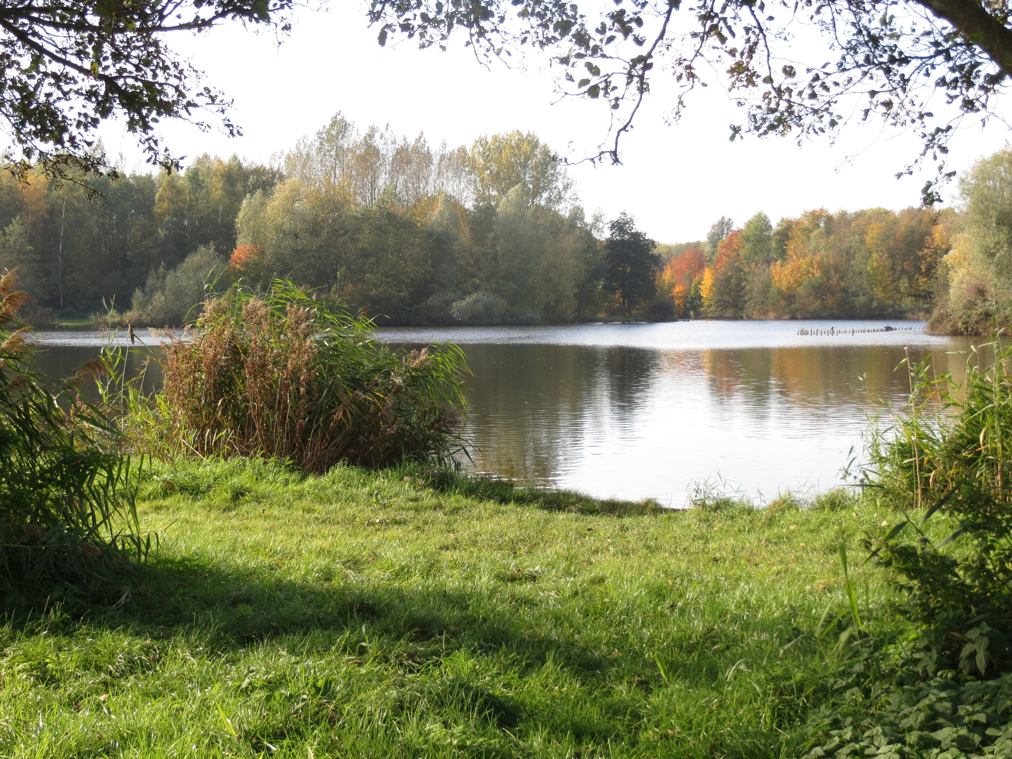 Zuigerplasbos Flevoland losloopgebieden hond welkoop